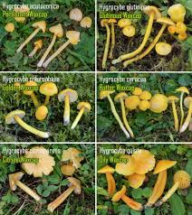 Attēlu rezultāti vaicājumam “Hygrocybe acutoconica”