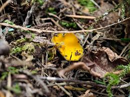 Attēlu rezultāti vaicājumam “Caloscypha fulgens”