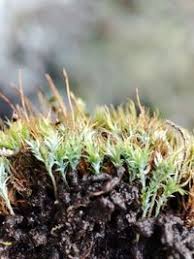 Attēlu rezultāti vaicājumam “Saelania glaucescens”