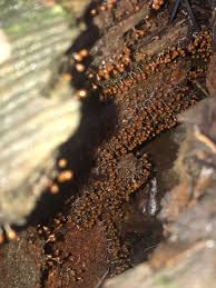 Attēlu rezultāti vaicājumam “Hemitrichia decipiens var. hemitrichoides spores”