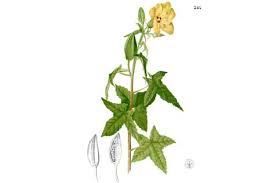 Image result for Abelmoschus moschatus