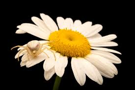 Attēlu rezultāti vaicājumam “Misumena vatia”