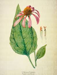 Attēlu rezultāti vaicājumam “Echinacea purpurea leaf”