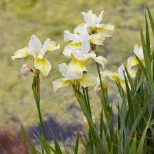 Attēlu rezultāti vaicājumam “Iris sibirica leaf”