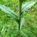 Attēlu rezultāti vaicājumam “Carlina biebersteinii leaf”