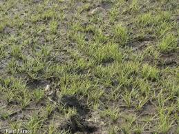 Attēlu rezultāti vaicājumam “Isoetes echinospora leaf”