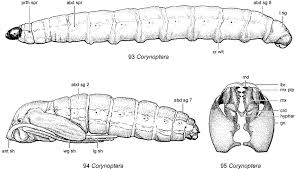 Attēlu rezultāti vaicājumam “Sciaridae”