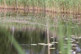 Attēlu rezultāti vaicājumam “Leucorrhinia caudalis”