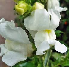 Image result for Antirrhinum majus maximum