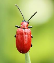 Attēlu rezultāti vaicājumam “Lilioceris lilii”