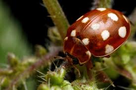 Attēlu rezultāti vaicājumam “Calvia quatuordecimguttata”