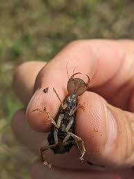 Attēlu rezultāti vaicājumam “Dytiscus sp. larva”