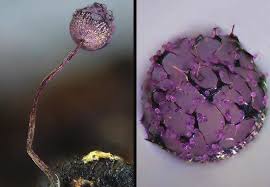 Attēlu rezultāti vaicājumam “Lamproderma pulchellum macro”