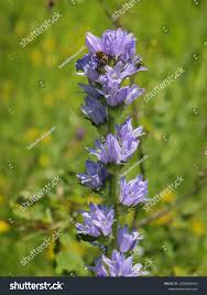 Attēlu rezultāti vaicājumam “Campanula cervicaria”