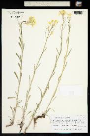 Attēlu rezultāti vaicājumam “Erysimum hieracifolium”