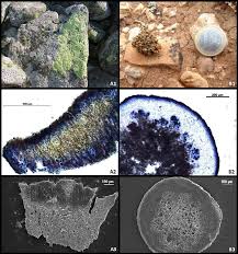 Attēlu rezultāti vaicājumam “Rhizocarpon geographicum”