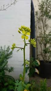 Attēlu rezultāti vaicājumam “Sinapis alba”