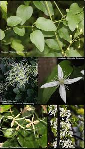 Attēlu rezultāti vaicājumam “Clematis leaf”