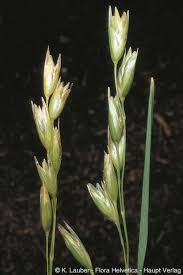 Attēlu rezultāti vaicājumam “Danthonia decumbens”