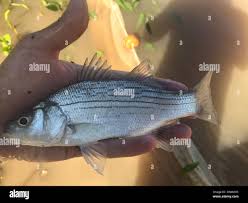 Image result for Morone chrysops