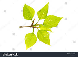 Attēlu rezultāti vaicājumam “Populus simonii”