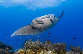 Image result for Mobula birostris