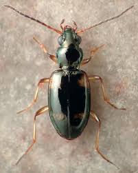 Attēlu rezultāti vaicājumam “Bembidion quadrimaculatum”