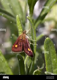 Attēlu rezultāti vaicājumam “Pyrausta cingulata”