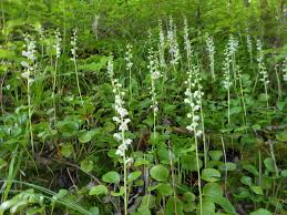 Attēlu rezultāti vaicājumam “Pyrola rotundifolia leaf”