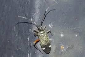 Attēlu rezultāti vaicājumam “Closterotomus biclavatus imago”