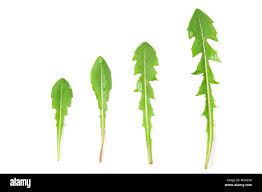 Attēlu rezultāti vaicājumam “Taraxacum officinale aggr. leaf”