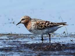 Image result for Calidris ruficollis