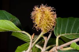 Attēlu rezultāti vaicājumam “Fagus sylvatica fruit”