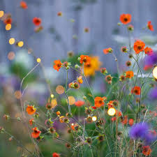 Attēlu rezultāti vaicājumam “Geum x intermedium flower”