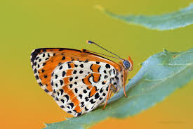 Attēlu rezultāti vaicājumam “Melitaea didyma”