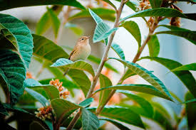 Image result for Hippolais olivetorum