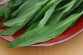 Image result for Bärlauch