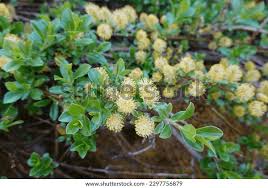 Attēlu rezultāti vaicājumam “Salix cinerea male flower”