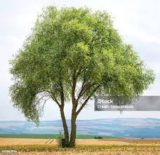 Attēlu rezultāti vaicājumam “Salix fragilis”