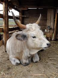 Attēlu rezultāti vaicājumam “Bos primigenius taurus”