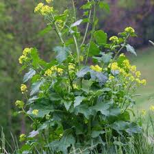 Attēlu rezultāti vaicājumam “Sinapis arvensis leaf”