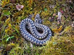 Attēlu rezultāti vaicājumam “Vipera berus”