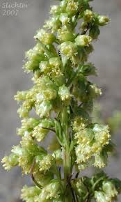 Attēlu rezultāti vaicājumam “Artemisia campestris bud”
