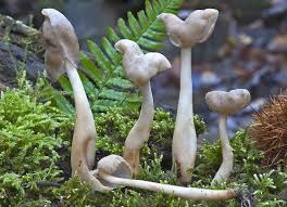 Attēlu rezultāti vaicājumam “Helvella elastica”