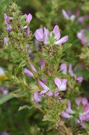 Attēlu rezultāti vaicājumam “Ononis arvensis”