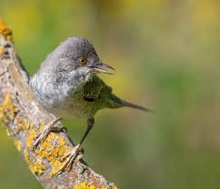 Attēlu rezultāti vaicājumam “Sylvia nisoria adult”