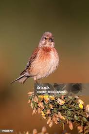 Attēlu rezultāti vaicājumam “Carduelis cannabina adult”