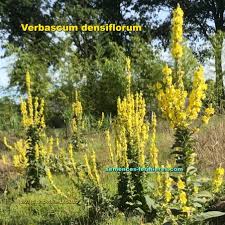 Attēlu rezultāti vaicājumam “Verbascum densiflorum flower”