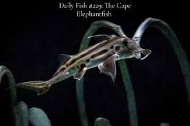 Image result for Callorhinchus capensis