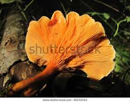 Attēlu rezultāti vaicājumam “Hygrophoropsis aurantiaca”